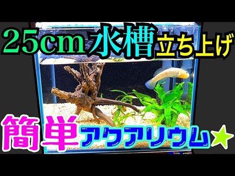 ヌマチチブ水槽立ち上げ 1 25cm水槽で飼育する Youtube