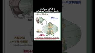 【小脳】最新研究から考えるリハビリ#shorts