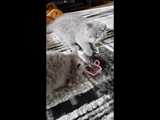 20190524_143050_1.mp4