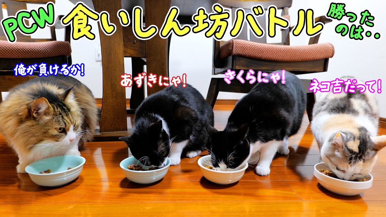 ねこきち もち吉と小学生が限定コラボ缶 23、24日に福岡市で販売｜【西日本新聞me】