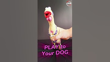 Thumbnail of Squeaky toy sound for dogs #dogsound #viralvideo