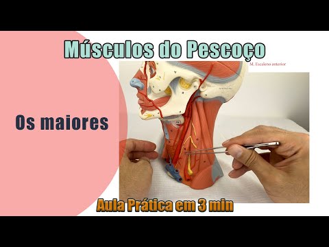 Músculos do Pescoço - Prática - Anatomia Humana
