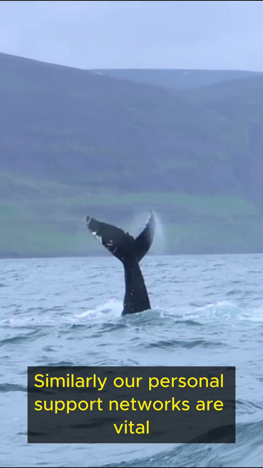 Life Lessons from Whales   Part 3 #shorts  #lifelessons #wisdom #inspiration #ingenuity #exploration
