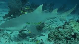 Beqa Lagoon Apex Arena Shark Dive April 2026
