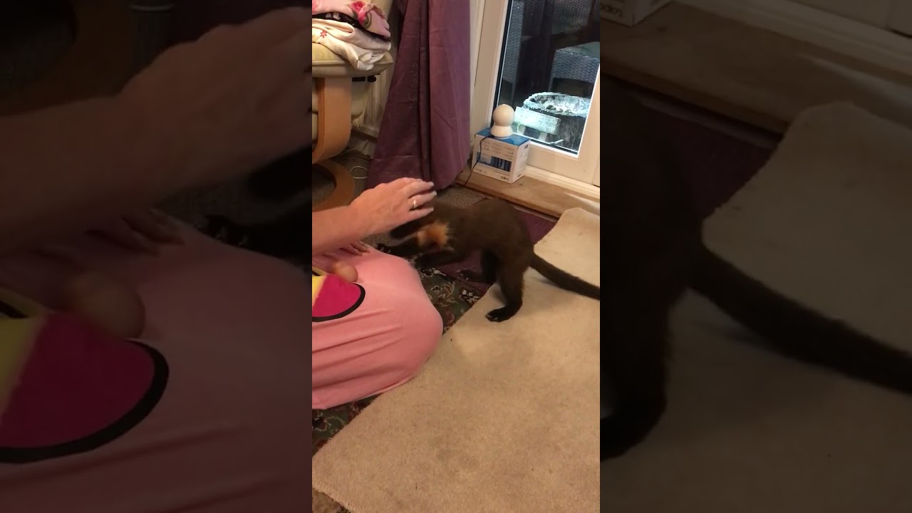 Friendly Nilgiri Marten Enters a House to Say Hi