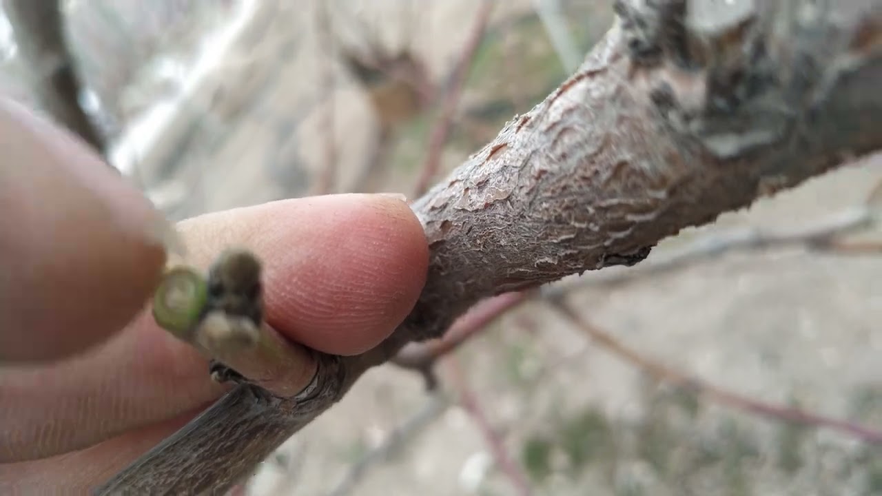 🍑 Դեղձենու էտի մասին