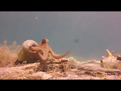 Friendly octopus called Egbert wants to keep divers hand for himself
