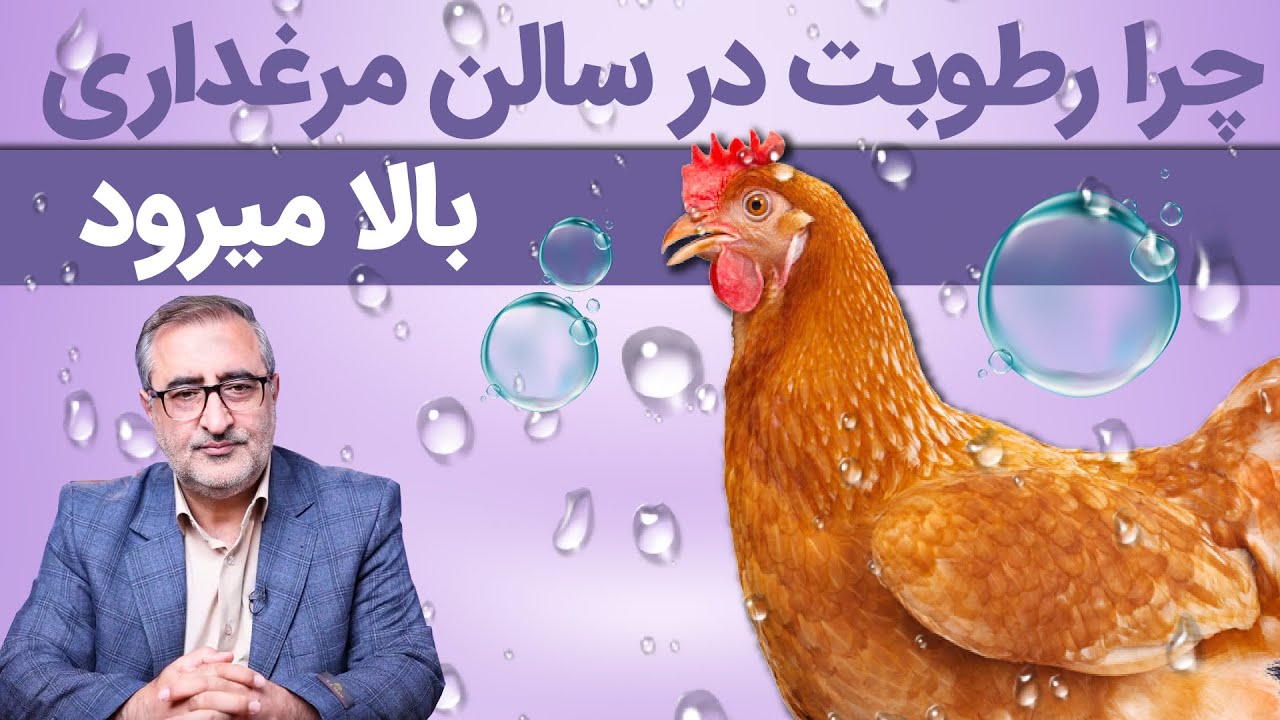 چرا رطوبت سالن در مرغداری بالا میرود Why Does the Humidity Level Rise in a Poultry House?