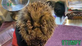 Meet Stumpy rescued from Luton with an injured eye and leg - Hornbeam Wood Hedgehog Sanctuary