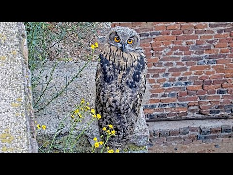 Eifel Young Owls Take Flight June 8–9 2025 live cam preview