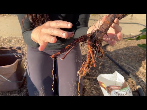 Video: Cuidado de Heuchera a raíz desnuda - Cómo plantar una Heuchera a raíz desnuda