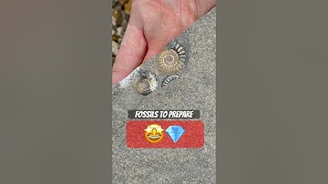 Ammonite Surprises ⁉️Prepared By A Professional Fossil Hunter 🙌#fossilhunting#fossil#rockbreaking