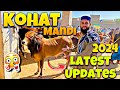 Kohat cow mandi 2024  latest price updates 2024  kpk cow mandi 2024