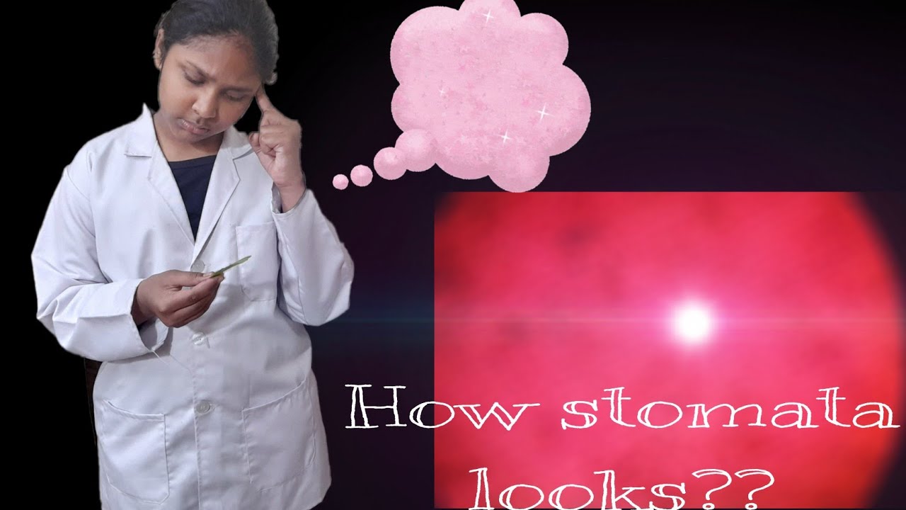 Experiment Temporary Mount Of Leaf Peel To Show Stomata YouTube experiment-temporary-mount-of-leaf-peel-to-show-stomata-youtube