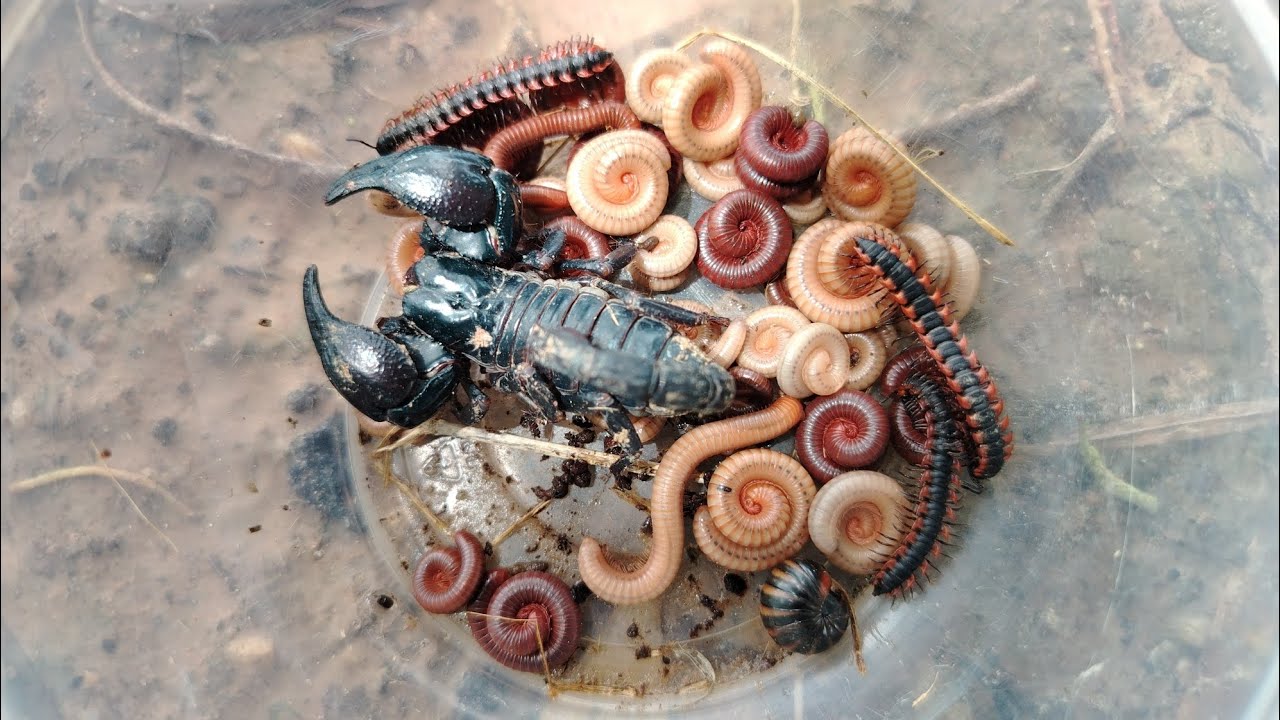 Catching Insects Under the Palm Tree – Scorpion, Millipedes, and Centipedes Adventure!