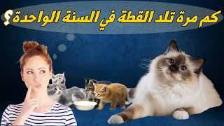 كم مرة تلد القطة في السنة الواحدة_ومدة حمل القطة ؟