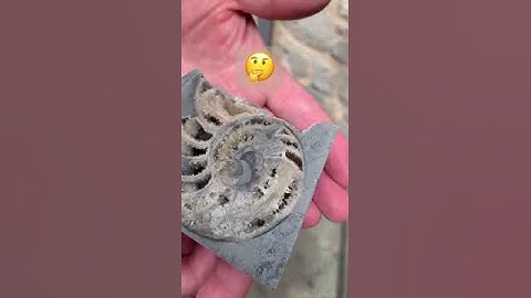 Surprise Crystal💎Nautilus Found Fossil Hunting!#shorts