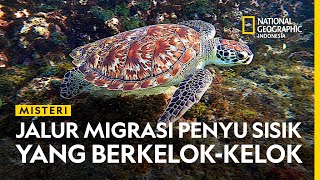 FINALLY ANSWERED! The Mystery of the Winding Hawksbill Turtle Migration Route