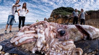 10 Biggest Creatures Ever Captured