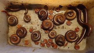 Amazing Experience Catching Largest Millipede Gold, Small Red Millipedes, Animals Short-Legs..