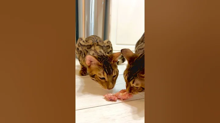 Video 9868441: bengalcat bengals kittens, bengal kittens cutecat, beautiful bengal kittens, kitten cutecats funnykittens