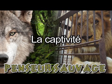 Vidéo: Gardez les animaux de compagnie à l'écart de ces suppléments courants en vente libre