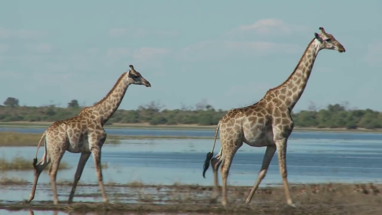 Жираф высота. Жираф фото животного. Giraffes are the tallest living animals ответы. Животные саванны на букву г. Питание жирафа в природе.