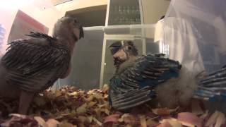 Feeding baby macaw b n g by Lenisk8 1,344 views 10 years ago 1 minute, 42 seconds
