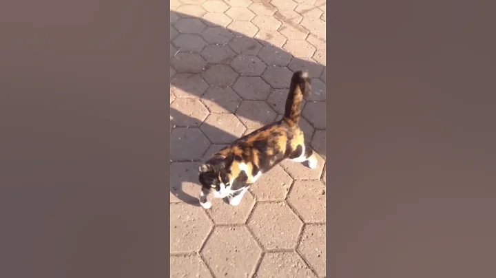 Watch the video about Amazing Funny Cute Cats Viral Clips😹|| #funny Cute Cats #shorts Video😂|| #trending #animals #reels