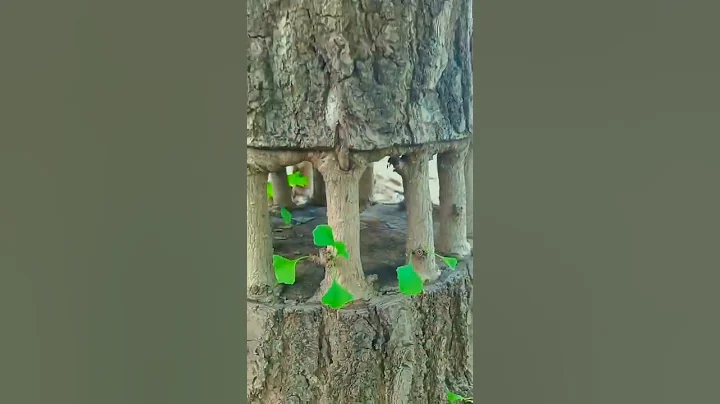 ginkgo tree grafting 🌲 strange #ginkgo #tree #grafting #strange #grow #foryou #plants #plantsoftik - DayDayNews