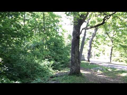 Union breastworks and witness trees on Culp's Hill in Gettysburg