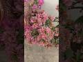 My Terrace Garden🌸🌿#bougainvillea bloom#flowers#plants#youtube#shortsvideo