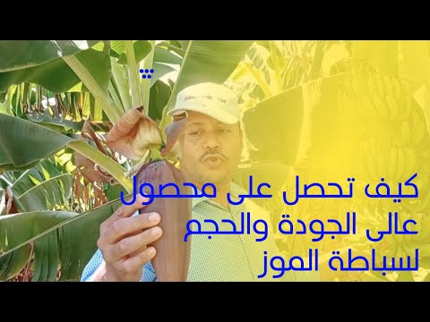 ازاى تحصل على سباطةموز عالية الجودة والحجم بطريقة سهلة