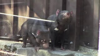 タスマニアデビル「ワイティー＆パピティ」放飼場デビュー！！②（多摩