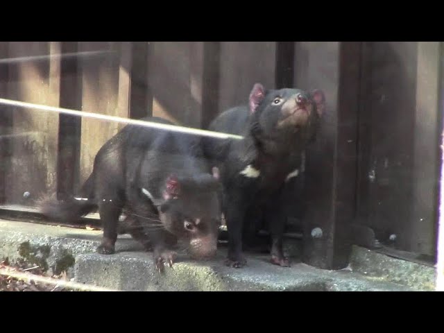 タスマニアデビル「ワイティー＆パピティ」放飼場デビュー！！②（多摩