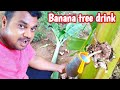 Banana tree drink |வாழை மரத்தில் இயற்க்கை பானம்,உடலுக்கு நன்மை தரும் பானம் |Yummy vlogs |tamil