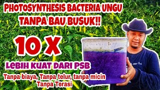 Photosynthesis Bacteria TANPA BAU BUSUK, Tanpa Telor, Tanpa Micin & Tanpa Terasi