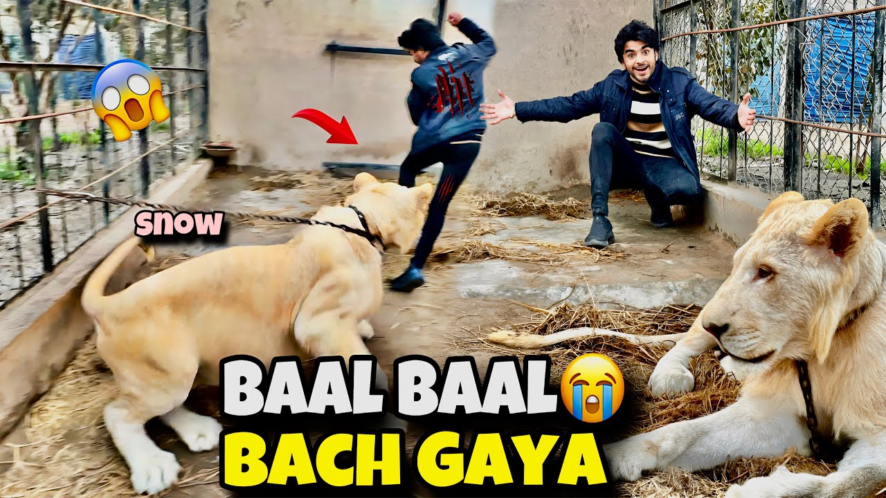 Snow Lioness Ny Pakar Lia😱 