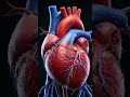 ❤️ How Your Heartbeat Keeps You Alive in Seconds!