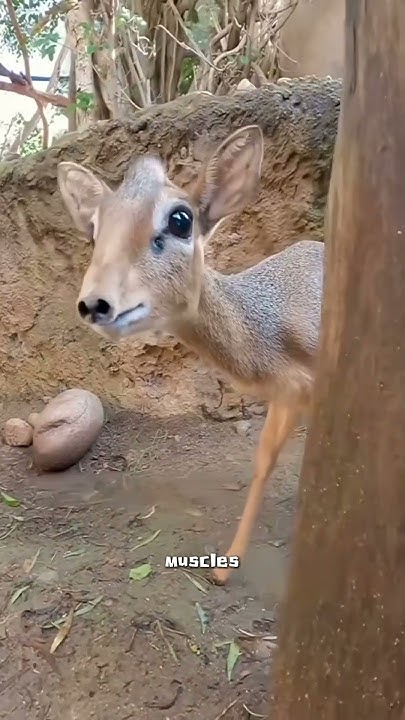 Dik-dik #cute #animals - YouTube