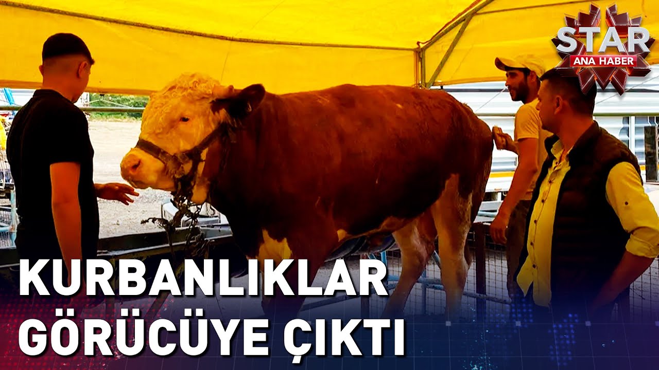 Kurbanlık Fiyatları Dudak Uçuklattı! | Star Ana Haber