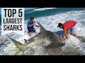 Top 5 Largest Sharks Caught