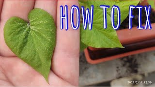 Sweet potato leaf crystals and solution