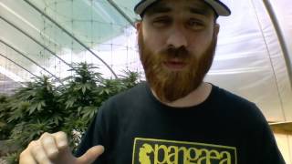 Old school purlpe kush flower review from Mr. Chronic!!! Flower from Mr. Tops!!!
