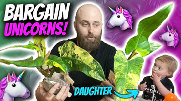 These Unicorn Philodendrons Were a BARGAIN! 🌱 🤑 | Green My Space Chatty Unboxing
