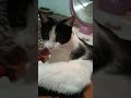 What is this cat  licking