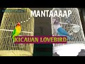 Kicauan Lovebird Dikandang Gantung Mp3 - Mp4 Download