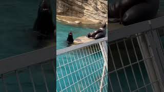 【何？分かりますか？】これどう言う状況なの？アシカちゃん