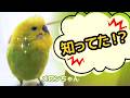 インコ「知ってた⁉」←自転車罰則がヤバいらしいwww
