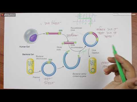 ভিডিও: অনুভূমিক জিন স্থানান্তর বলতে কী বোঝায়?
